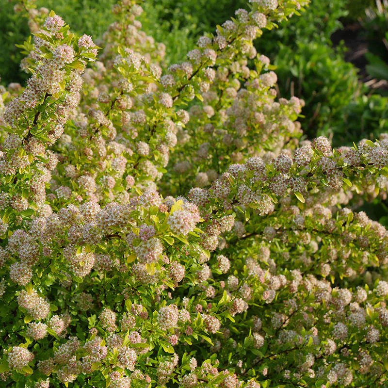 타이니와인 골드